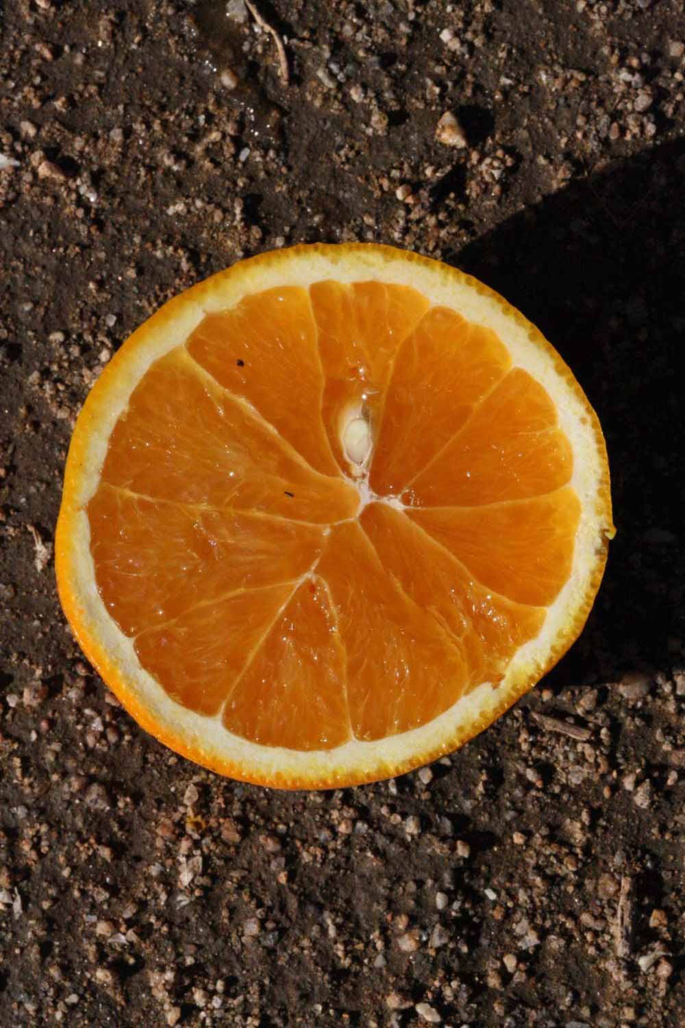              Fruit (Riverside, CA)       